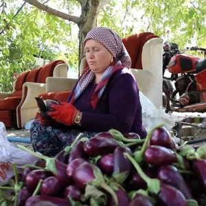 Gaziantepte Kis Hazirliklari Kurutmalik Sebze Sezonu Devam Ediyor