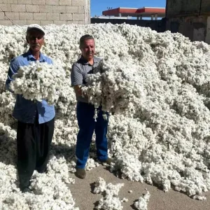 Gaziantepte Pamuk Hasadi Basladi Haberler