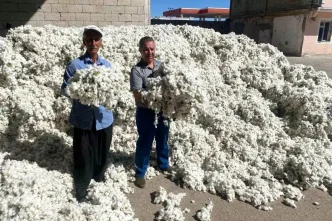 Gaziantepte Pamuk Hasadi Basladi Haberler