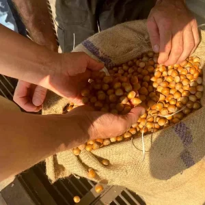 Giresunda Findik Fiyatlari Dusuk Ureticilere Uyarilar