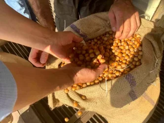 Giresunda Findik Fiyatlari Dusuk Ureticilere Uyarilar