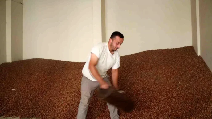 Giresunda Findik Fiyatlari Stabil Seyrediyor Tuccarlar Arasinda Farkli Gorusler