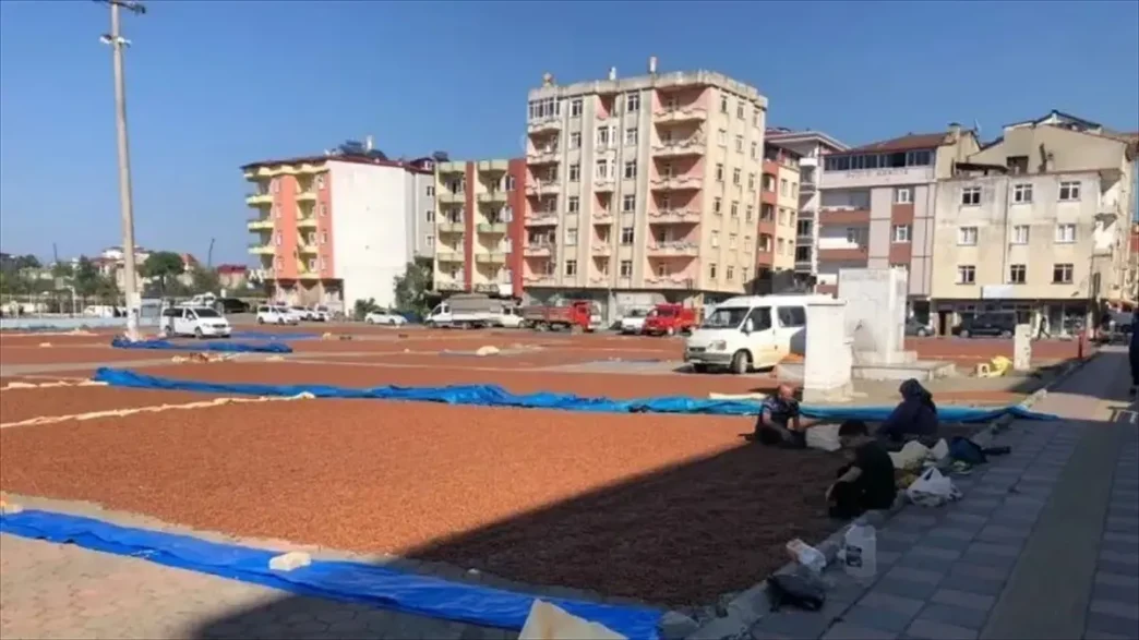 Giresunda Ureticiler Findigini Pazar Alaninda Kurutuyor