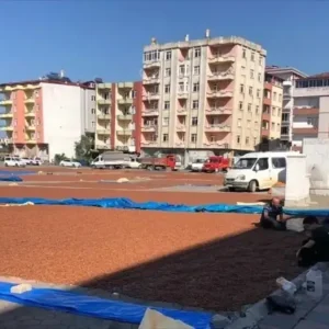 Giresunda Ureticiler Findigini Pazar Alaninda Kurutuyor