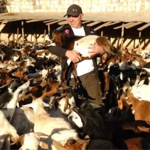 Gonullu Vesileler Dernegi Afrikaya 2913 Sut Kecisi Dagitarak Ekonomik Kalkinmaya