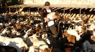 Gonullu Vesileler Dernegi Afrikaya 2913 Sut Kecisi Dagitarak Ekonomik Kalkinmaya