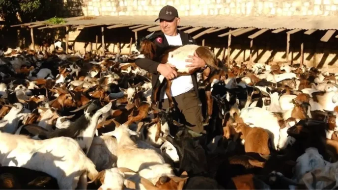 Gonullu Vesileler Dernegi Afrikaya 2913 Sut Kecisi Dagitarak Ekonomik Kalkinmaya
