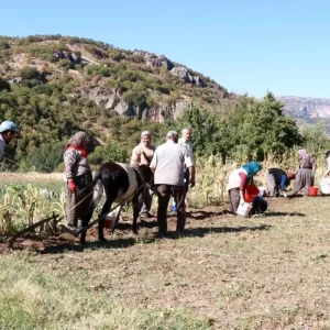 Hadimde Patates Hasadi Geleneksel Yontemlerle Devam Ediyor