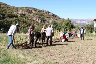 Hadimde Patates Hasadi Geleneksel Yontemlerle Devam Ediyor