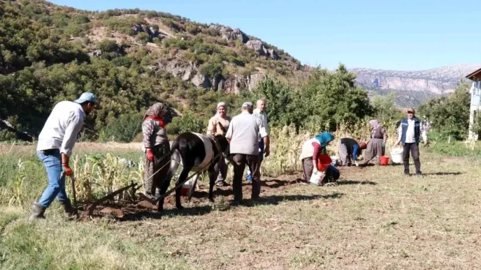 Hadimde Patates Hasadi Geleneksel Yontemlerle Devam Ediyor