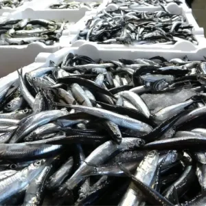 Hamsi Avinda Kota 400 Bin Ton Olarak Belirlendi
