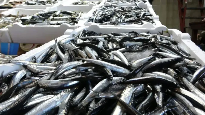 Hamsi Avinda Kota 400 Bin Ton Olarak Belirlendi
