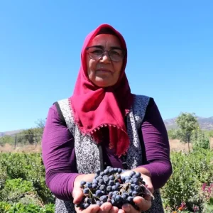 Hastaliklarina Sifa Arayan Kadin Aronya Meyvesi Yetistiriyor