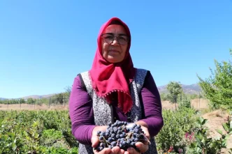 Hastaliklarina Sifa Arayan Kadin Aronya Meyvesi Yetistiriyor