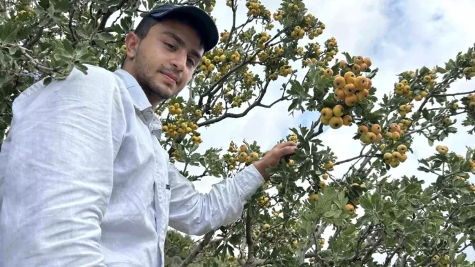 Hatayda Alic Hasadi Basladi Kilogram Fiyati 200 TL