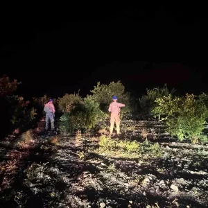 Hatayda Narenciye Bahcelerinde Hirsizlik Onlemleri Artirildi