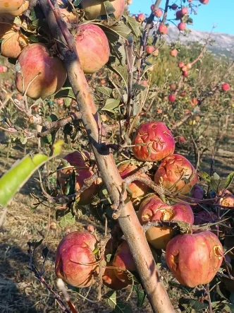 Ispartada Dolu Yagisi Elma Bahcelerine Zarar Verdi