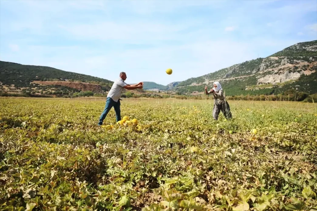 Karabaglar Yaylasinda Kavun Hasadi Yapildi