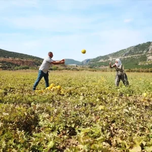 Karabaglar Yaylasinda Kavun Hasadi Yapildi
