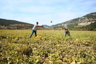 Karabaglar Yaylasinda Kavun Hasadi Yapildi