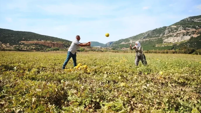 Karabaglar Yaylasinda Kavun Hasadi Yapildi