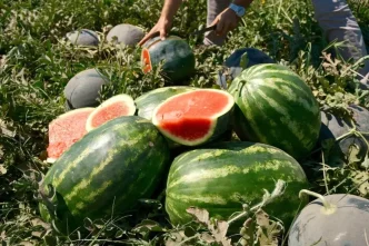 Karacabey Ovasinda Karpuz Fiyatlari Coktu Tarlada 30 Kurus Marketlerde 890