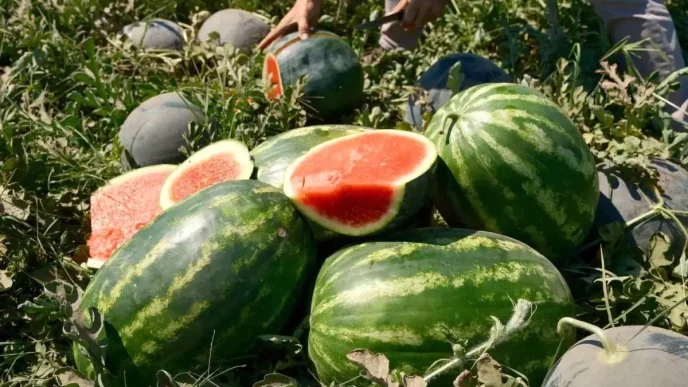 Karacabey Ovasinda Karpuz Fiyatlari Coktu Tarlada 30 Kurus Marketlerde 890