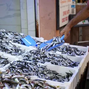Karadenizin Inci Hamsisi Tezgahlarda Bolluk Yaratti