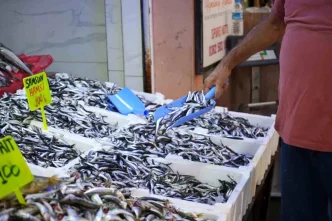 Karadenizin Inci Hamsisi Tezgahlarda Bolluk Yaratti