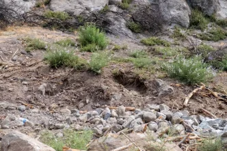 Karsiyakadaki Orman Yangini Sonrasi Agaclandirma Calismalari Basariyla Tamamlandi