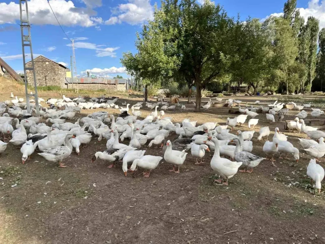 Karsta Kaz Eti Hazirliklari Basladi