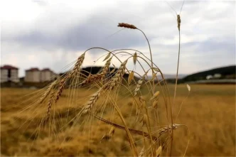 Kavilca Bugdayinda Hasat Donemi Basladi