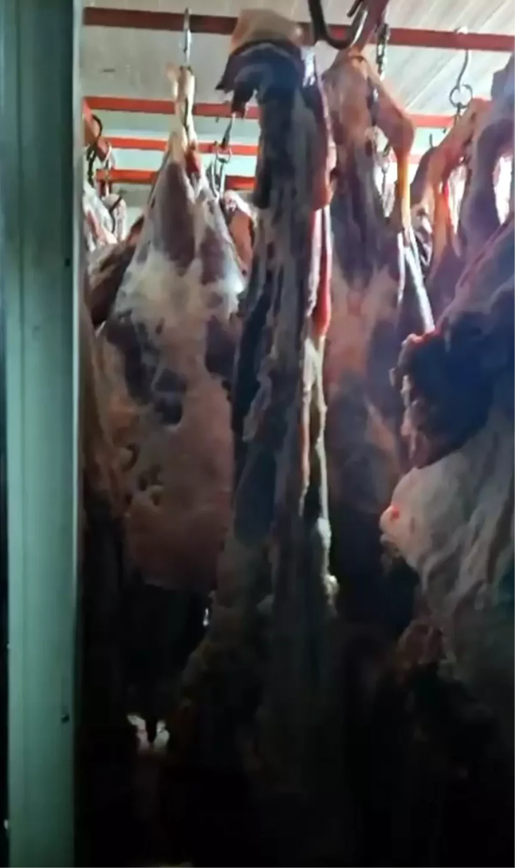 Kayseride Muhursuz Et Imha Edildi