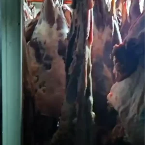 Kayseride Muhursuz Et Imha Edildi