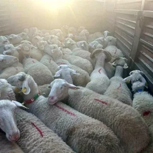 Kirklarelinde Kacak Kucukbas Hayvan Operasyonu 105 Bin Lira Ceza