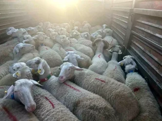 Kirklarelinde Kacak Kucukbas Hayvan Operasyonu 105 Bin Lira Ceza