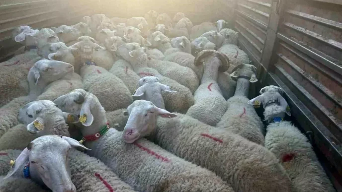 Kirklarelinde Kacak Kucukbas Hayvan Operasyonu 105 Bin Lira Ceza