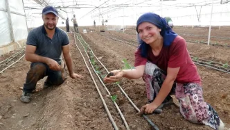 Kumlucada 2025 2026 Tarim Sezonu Basladi 25 Bin Donum Domates Uretilecek
