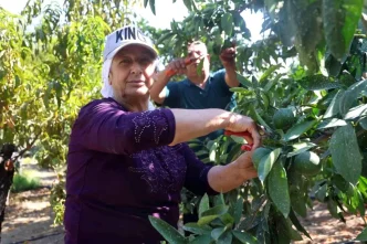 Kuraklik Mandalina Hasadini Etkiledi Ciftci Gokmen Ekiz Rekolte Kaybi Yasiyor