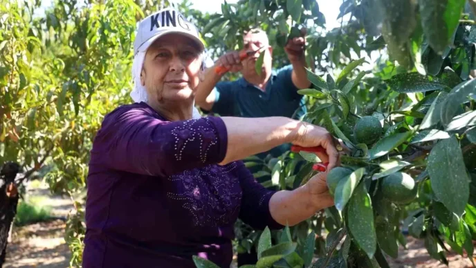 Kuraklik Mandalina Hasadini Etkiledi Ciftci Gokmen Ekiz Rekolte Kaybi Yasiyor