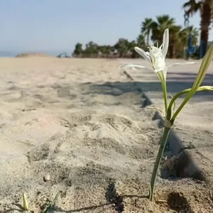 Kusadasinda Kum Zambagi Yillar Sonra Cicek Acti