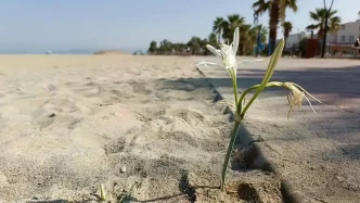 Kusadasinda Kum Zambagi Yillar Sonra Cicek Acti