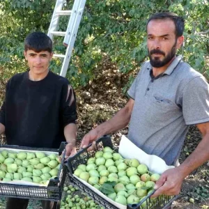 Malatyada Akcadag Armudu Hasadi Basladi