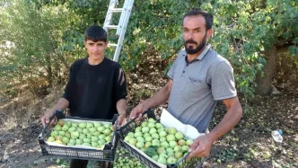 Malatyada Akcadag Armudu Hasadi Basladi