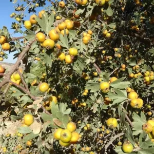 Malatyada Asili Yabani Alic Hasadi Basladi