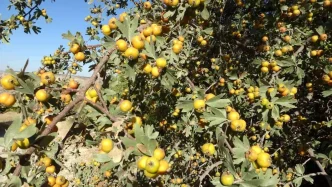 Malatyada Asili Yabani Alic Hasadi Basladi