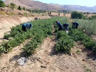 Malatyada Kadin Kooperatifi Organik Domates Hasadina Basladi