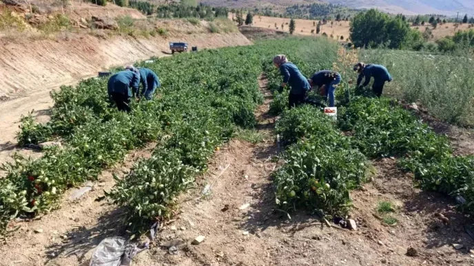 Malatyada Kadin Kooperatifi Organik Domates Hasadina Basladi