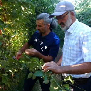 Malatyada Uzumsu Meyve Uretimi Artiyor