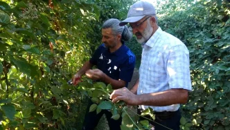 Malatyada Uzumsu Meyve Uretimi Artiyor